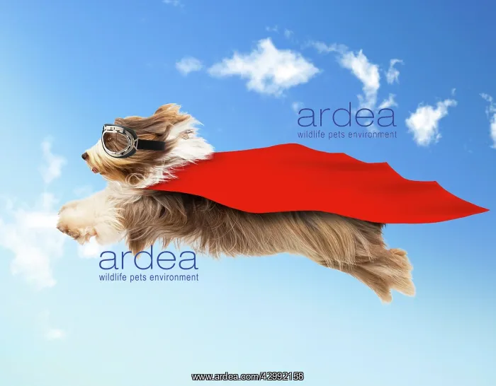 : Bearded Collie Dog, flying in mid-air wearing goggles : Bearded Collie Dog, flying in mid-air wearing goggles