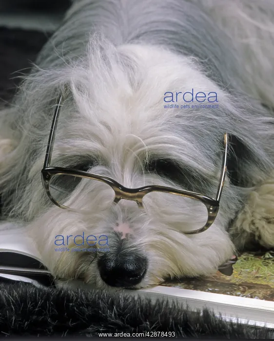  : Bearded Collie Dog - Lying down asleep wearing spectacles