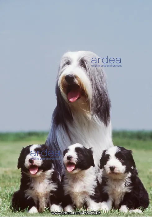 : Bearded Collie DOG and Puppies : Bearded Collie DOG and Puppies