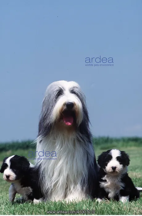 : Bearded Collie Dog & two puppies : Bearded Collie Dog & two puppies