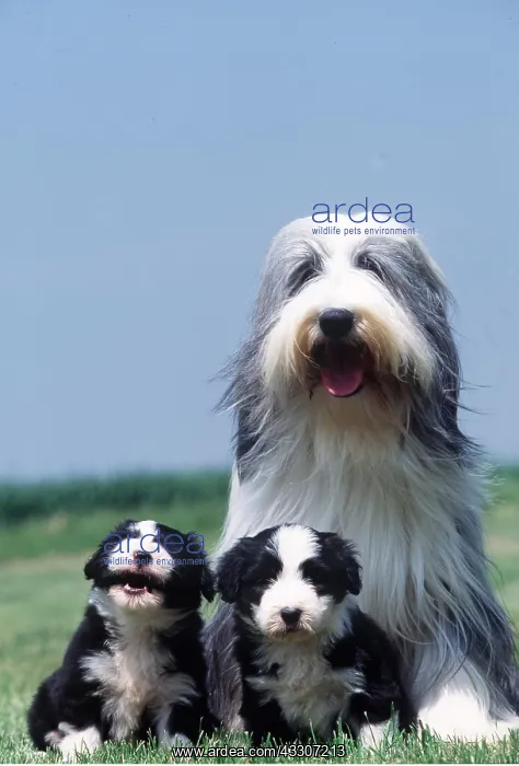 : Bearded Collie Dog & two puppies : Bearded Collie Dog & two puppies