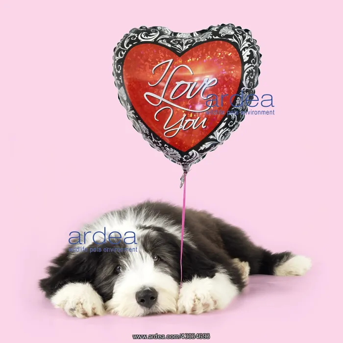  : Bearded Collie Dog, puppy lying down holding