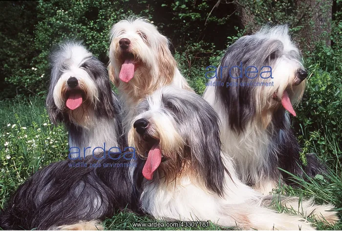 : Bearded collie DOGS x four : Bearded collie DOGS x four