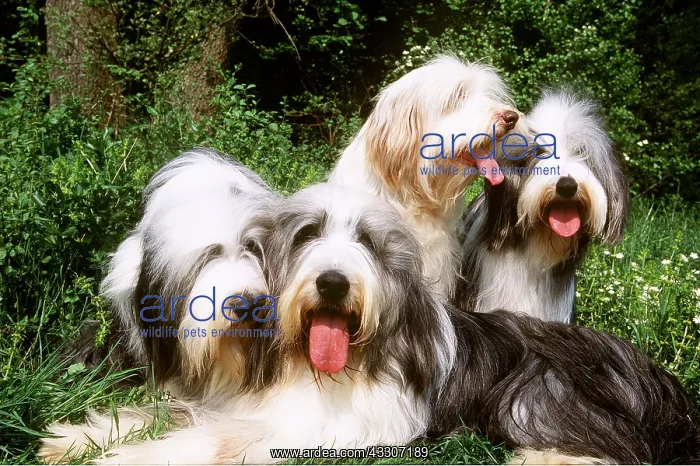 : BEARDED COLLIE DOGS X4 : BEARDED COLLIE DOGS X4