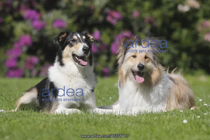 : Two Bearded Collie hybrids lying side by side on : Two Bearded Collie hybrids lying side by side on
