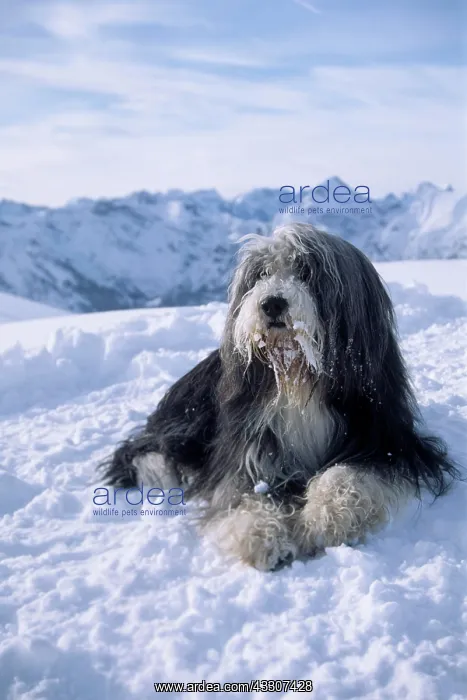 : Bearded Collie lying in the snow, male dog, Erfurter : Bearded Collie lying in the snow, male dog, Erfurter