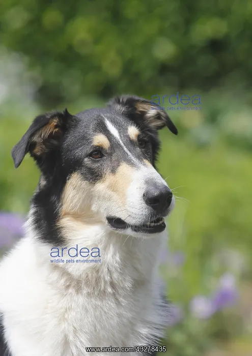 : Bearded Collie, mixed-breed, tricolor, male, 2 years : Bearded Collie, mixed-breed, tricolor, male, 2 years