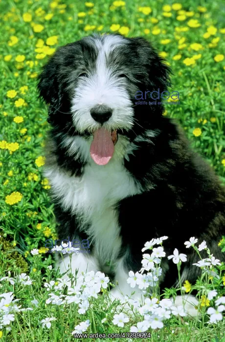 : Bearded Collie, puppy, 13 weeks old : Bearded Collie, puppy, 13 weeks old