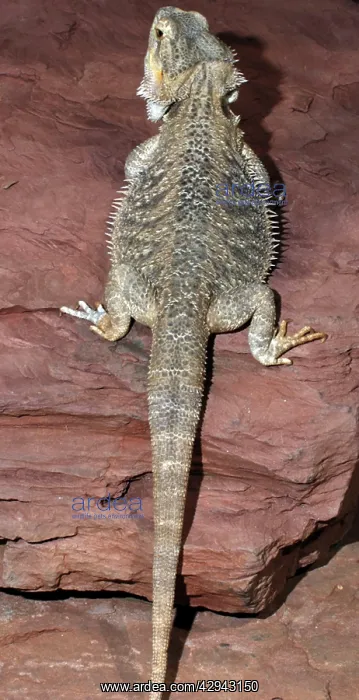 : Bearded Dragon : Bearded Dragon