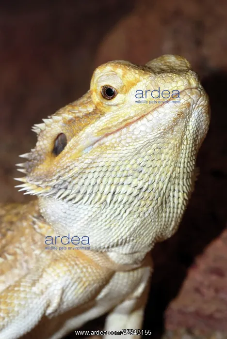 : Bearded Dragon : Bearded Dragon