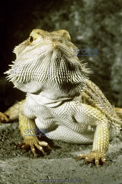 : Bearded Dragon : Bearded Dragon