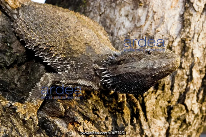  : Bearded Dragon