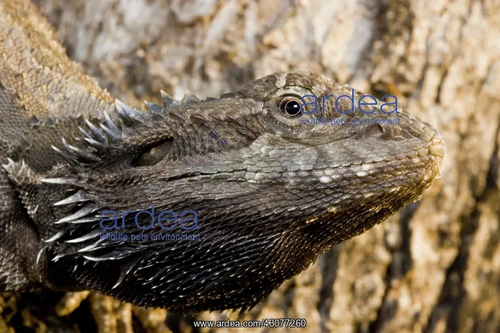 : Bearded Dragon : Bearded Dragon