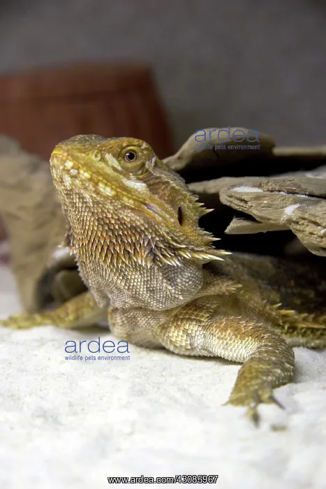 : Bearded Dragon : Bearded Dragon