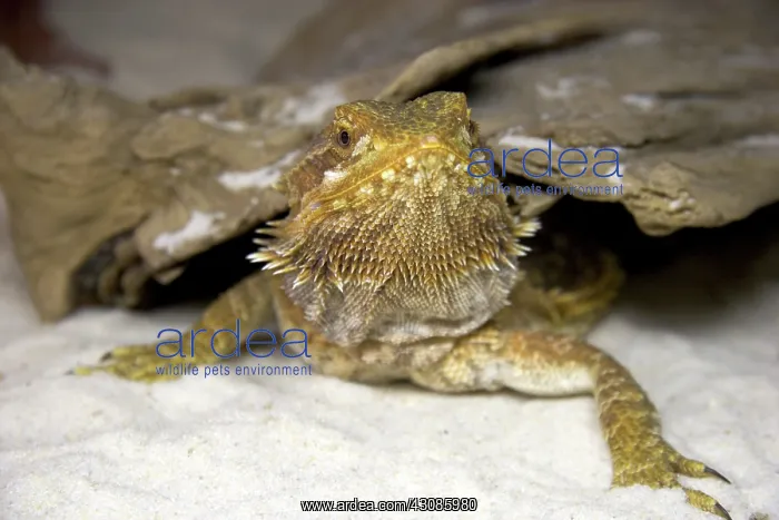 : Bearded Dragon : Bearded Dragon