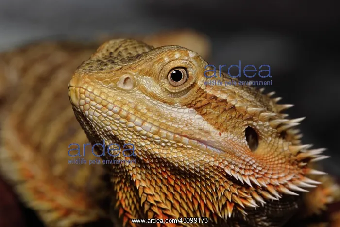 : Bearded Dragon : Bearded Dragon