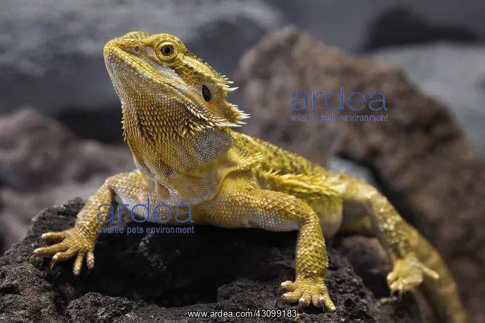 : Bearded Dragon : Bearded Dragon