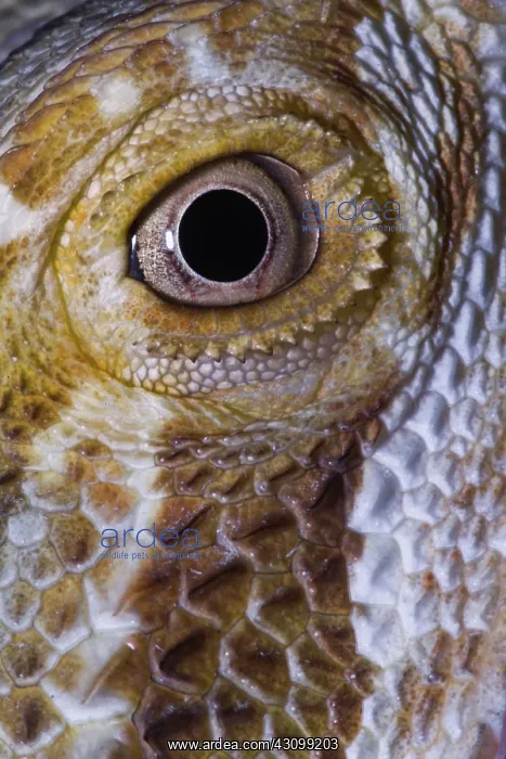 : Bearded Dragon : Bearded Dragon