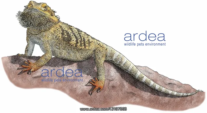 : Bearded Dragon : Bearded Dragon