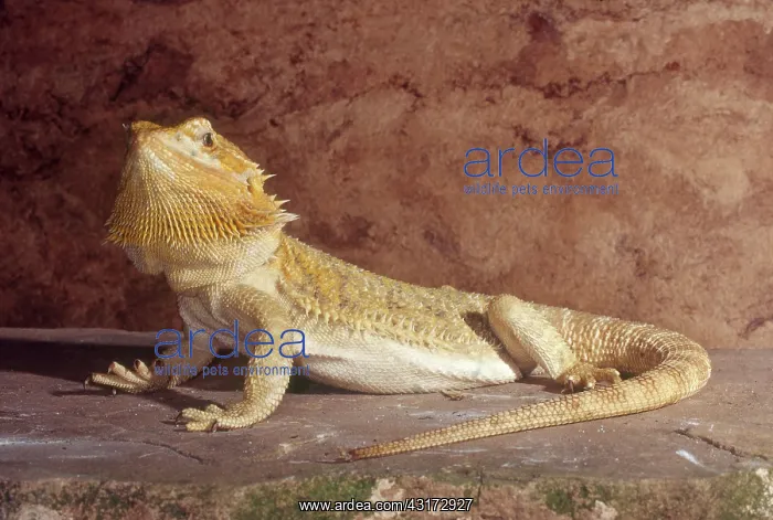 : Bearded Dragon : Bearded Dragon