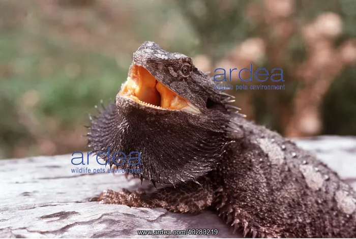 : BEARDED DRAGON : BEARDED DRAGON