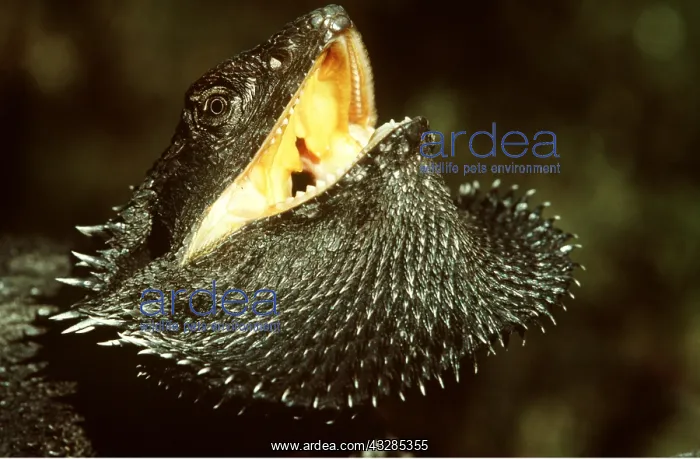 : BEARDED DRAGON - defensive display : BEARDED DRAGON - defensive display