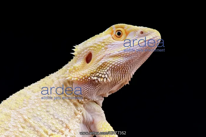 : Bearded dragon leucistic (Pogona vitticeps), captivity : Bearded dragon leucistic (Pogona vitticeps), captivity