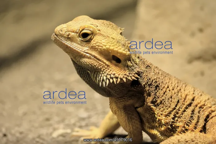 : Bearded dragon (Pogona), adult : Bearded dragon (Pogona), adult
