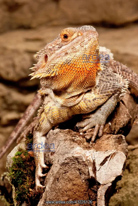 : Bearded Dragon, Pogona vitticeps, Native : Bearded Dragon, Pogona vitticeps, Native