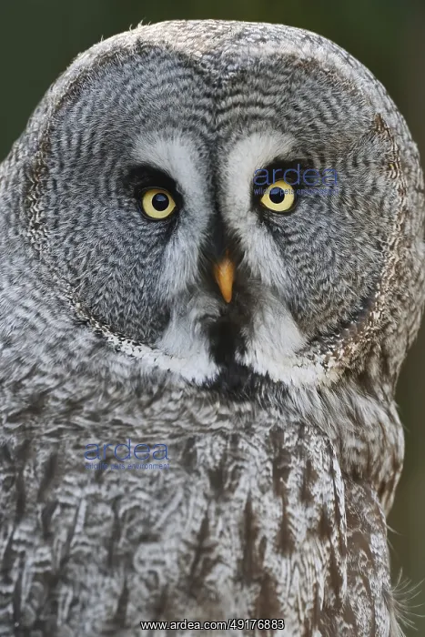 : Bearded Owl (Strix nebulosa), portrait : Bearded Owl (Strix nebulosa), portrait