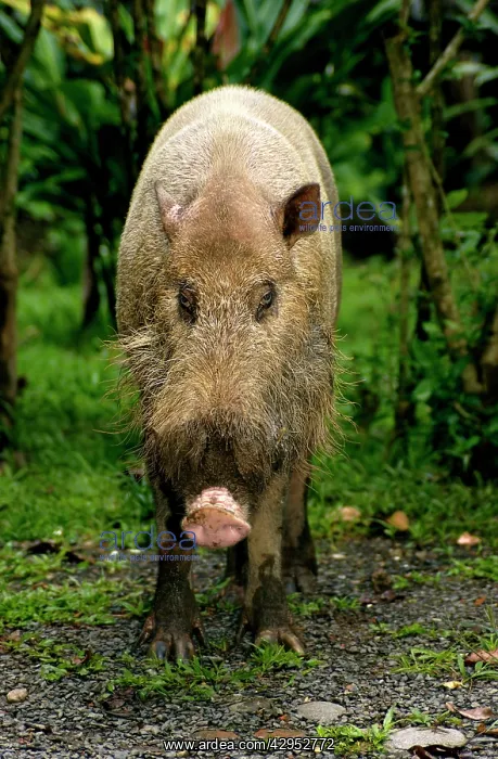 : Bearded pig - adult wild animal which abitually : Bearded pig - adult wild animal which abitually