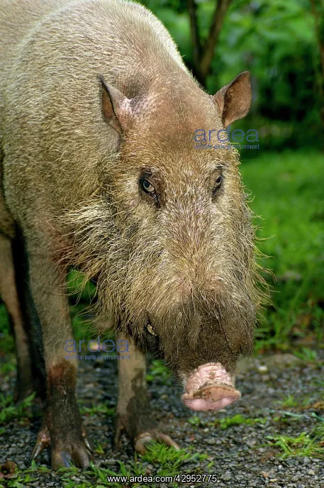 : Bearded pig - adult wild animal which abitually : Bearded pig - adult wild animal which abitually