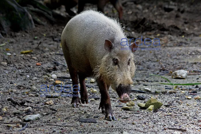  : Bearded Pig Bearded Pig
