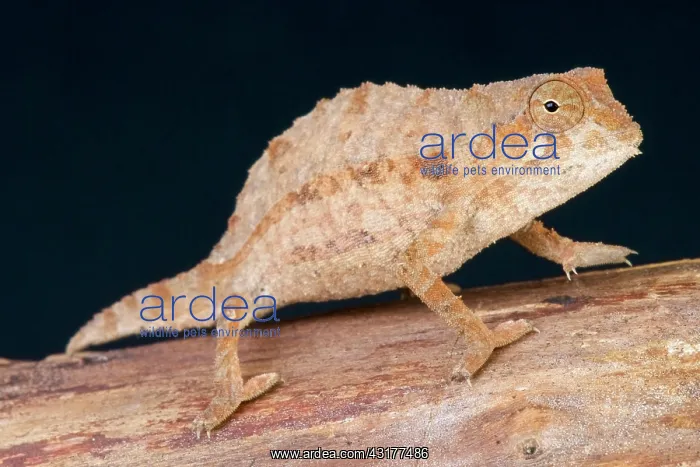 : Bearded pygmy chameleon (Rieppeleon brevicaudatus) : Bearded pygmy chameleon (Rieppeleon brevicaudatus)