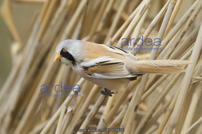  : Bearded Reedling - Bartmeise - Panurus biarmicus ssp
