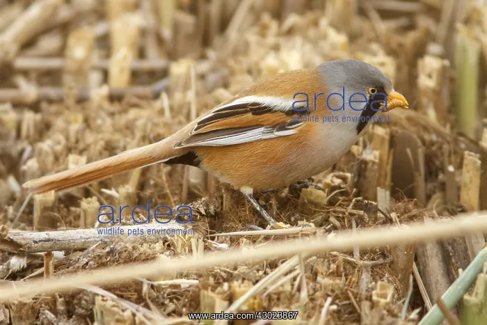 : Bearded Reedling male eating a worm Castilla La Mancha : Bearded Reedling male eating a worm Castilla La Mancha