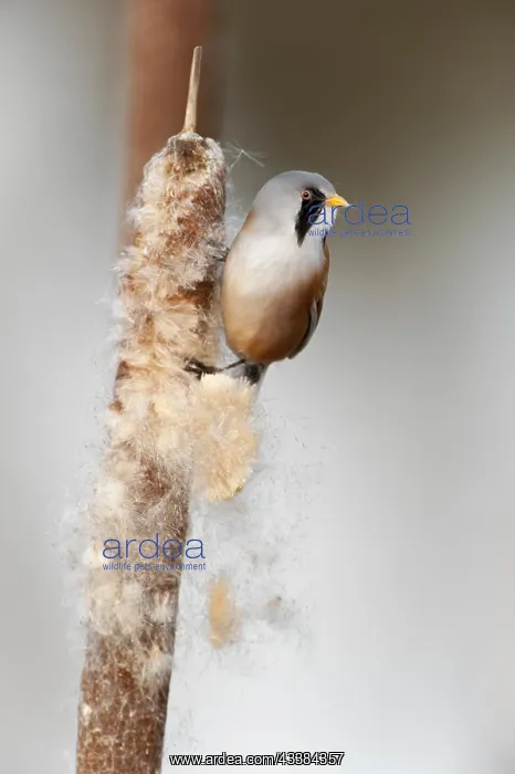 : Bearded Reedling (Panurus biarmicus), Bearded Tit male eatin : Bearded Reedling (Panurus biarmicus), Bearded Tit male eatin