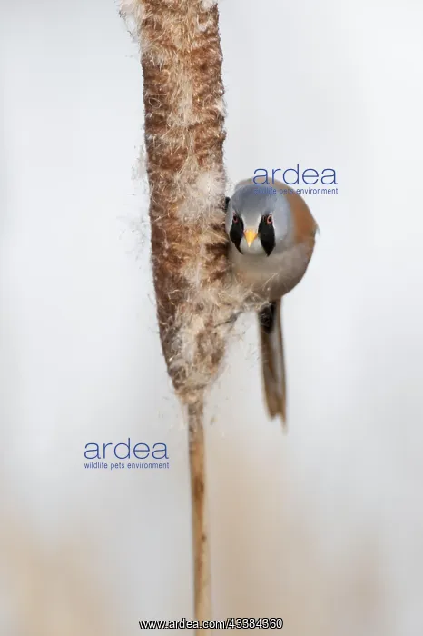 : Bearded Reedling (Panurus biarmicus), Bearded Tit male eatin : Bearded Reedling (Panurus biarmicus), Bearded Tit male eatin
