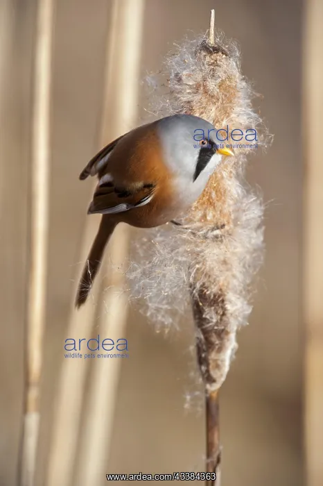 : Bearded Reedling (Panurus biarmicus), Bearded Tit male eatin : Bearded Reedling (Panurus biarmicus), Bearded Tit male eatin