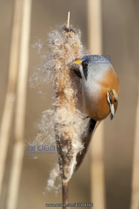 : Bearded Reedling (Panurus biarmicus), Bearded Tit male eatin : Bearded Reedling (Panurus biarmicus), Bearded Tit male eatin
