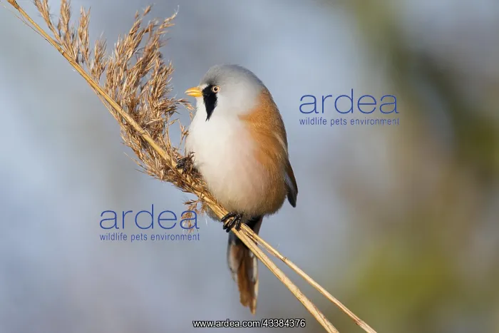 : Bearded Reedling (Panurus biarmicus), Bearded Tit male cling : Bearded Reedling (Panurus biarmicus), Bearded Tit male cling