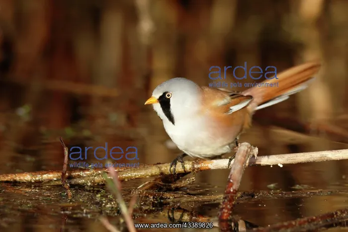: Bearded reedling (Panurus biarmicus), adult male : Bearded reedling (Panurus biarmicus), adult male