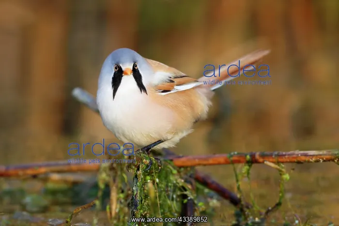 : Bearded reedling (Panurus biarmicus), adult male : Bearded reedling (Panurus biarmicus), adult male
