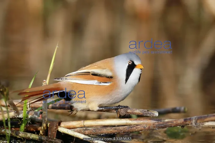 : Bearded reedling (Panurus biarmicus), adult male : Bearded reedling (Panurus biarmicus), adult male