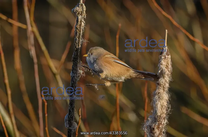  : Bearded Reedling, Panurus biarmicus, feeding on