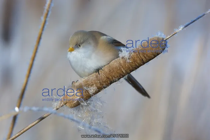 : Bearded Reedling (Panurus biarmicus) female feeding on cattail seed : Bearded Reedling (Panurus biarmicus) female feeding on cattail seed