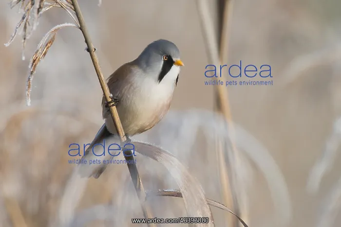 : Bearded reedling (Panurus biarmicus) male foragi : Bearded reedling (Panurus biarmicus) male foragi