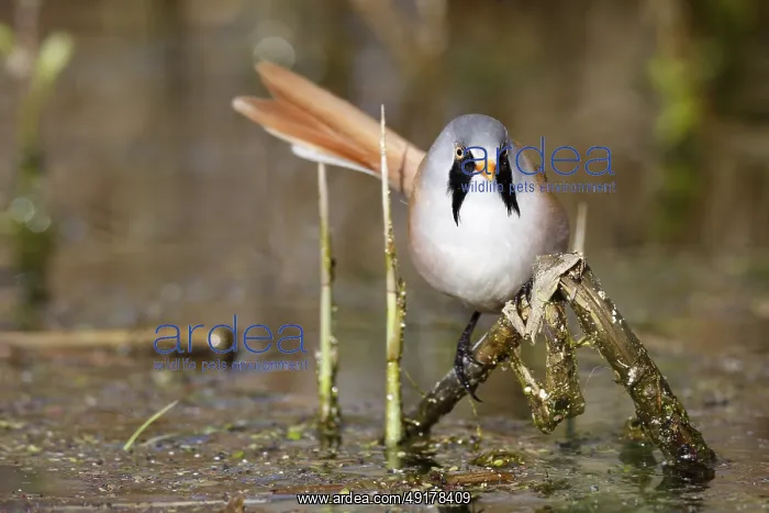 : Bearded Reedling (Panurus biarmicus) male foraging in reedbed : Bearded Reedling (Panurus biarmicus) male foraging in reedbed