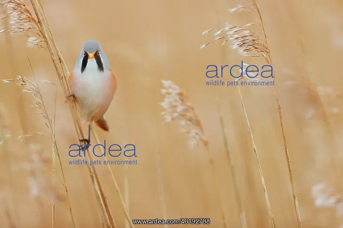 : Bearded reedling (Panurus biarmicus) in a reedbed : Bearded reedling (Panurus biarmicus) in a reedbed