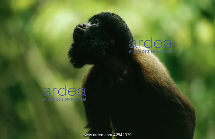 : BEARDED SAKI MONKEY - looking up : BEARDED SAKI MONKEY - looking up